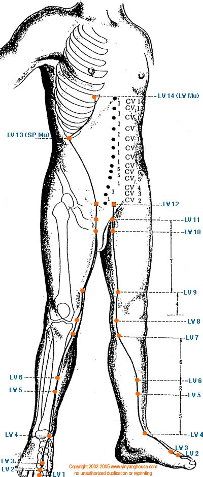 liver meridian acupuncture point location